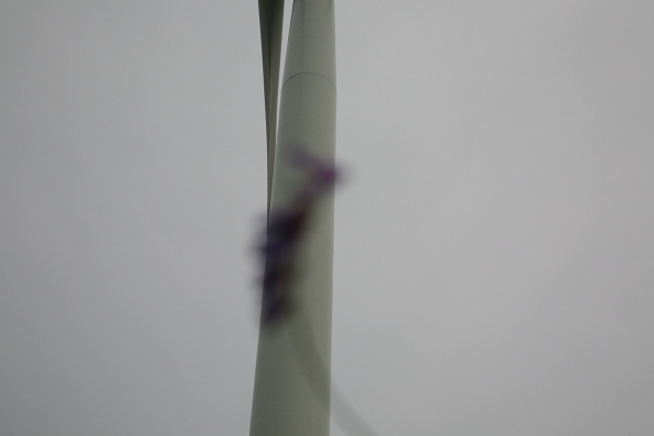 eole violette, photographie de Viviane ZENNER