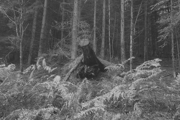collection "forêt", photographie de Viviane Zenner dans les tons de noir et blanc