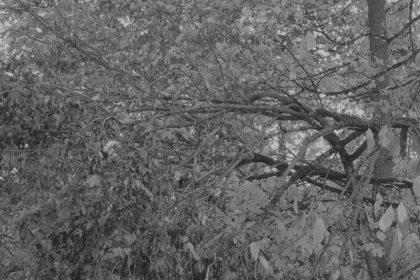 collection "forêt", photographie de Viviane Zenner en noir et blanc