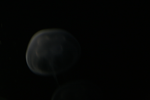 meduse - medusa, photographie sombre de viviane zenner