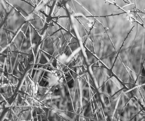 collection "à chaque heure du jour", branches et bourgeons dans l objectif de Viviane Zenner