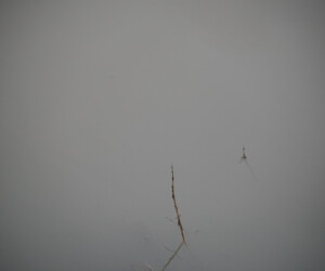 l eau représenté dans l objectif de Viviane Zenner