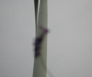 eole violette, photographie de Viviane ZENNER