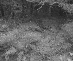 collection "forêt", photographie de Viviane Zenner en noir et blanc, immensité visible de l objectif