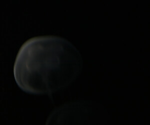 meduse - medusa, photographie sombre de viviane zenner